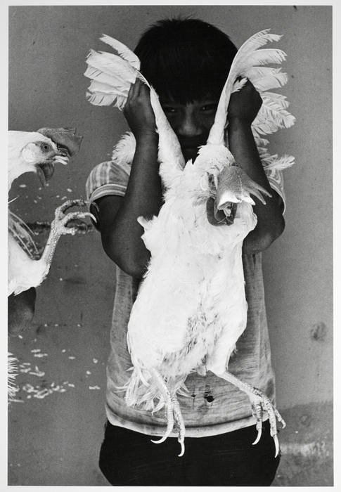 Chickens