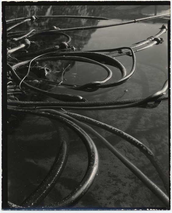Kelp on Water