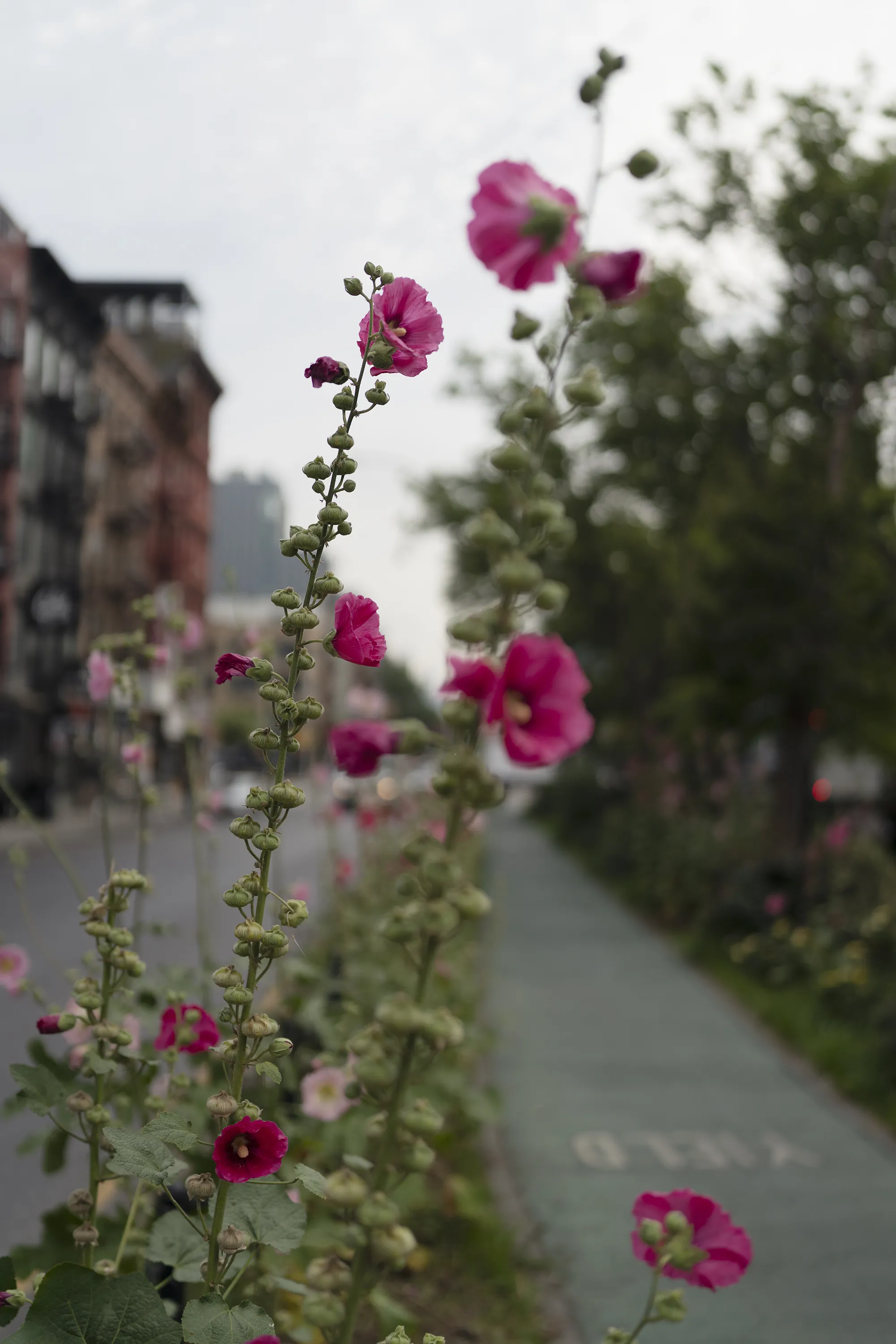 Image of flowers
