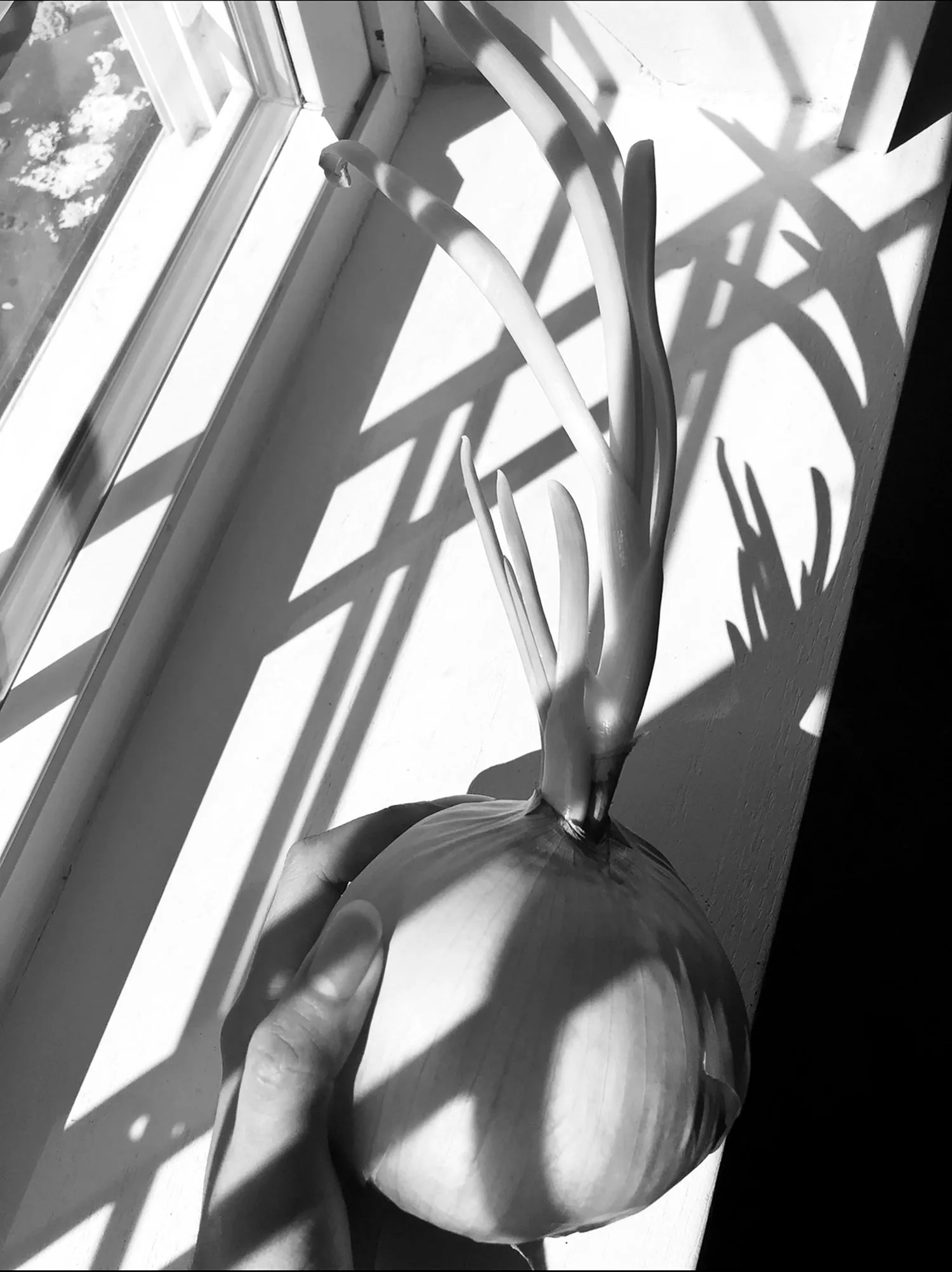 An onion with odd roots.